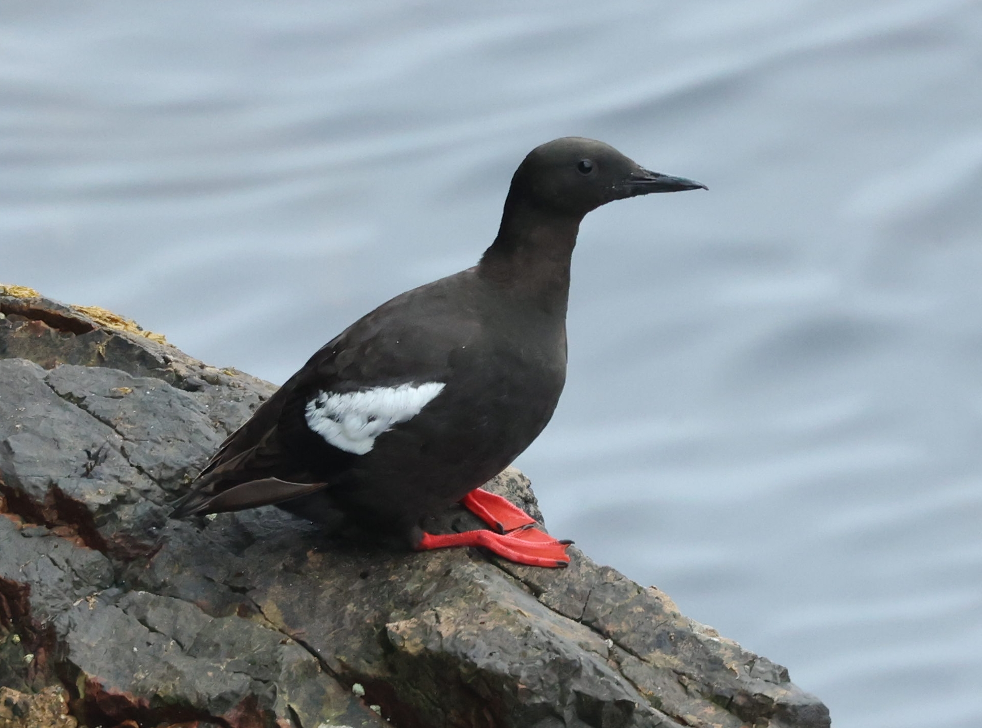 6S8A2551tystie Black Guillimot, Watsness