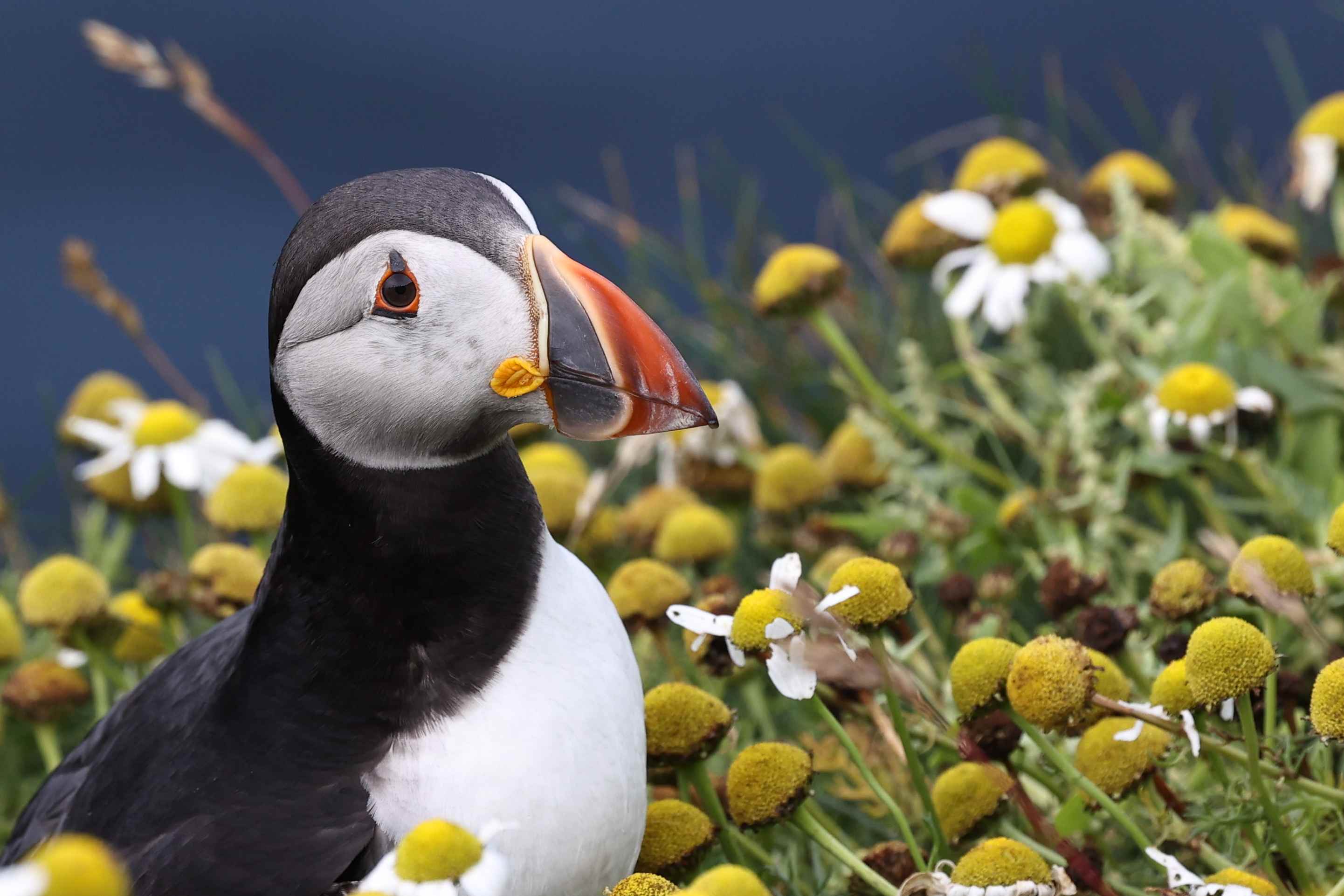 IMGL7788puffin IMGL7788puffin