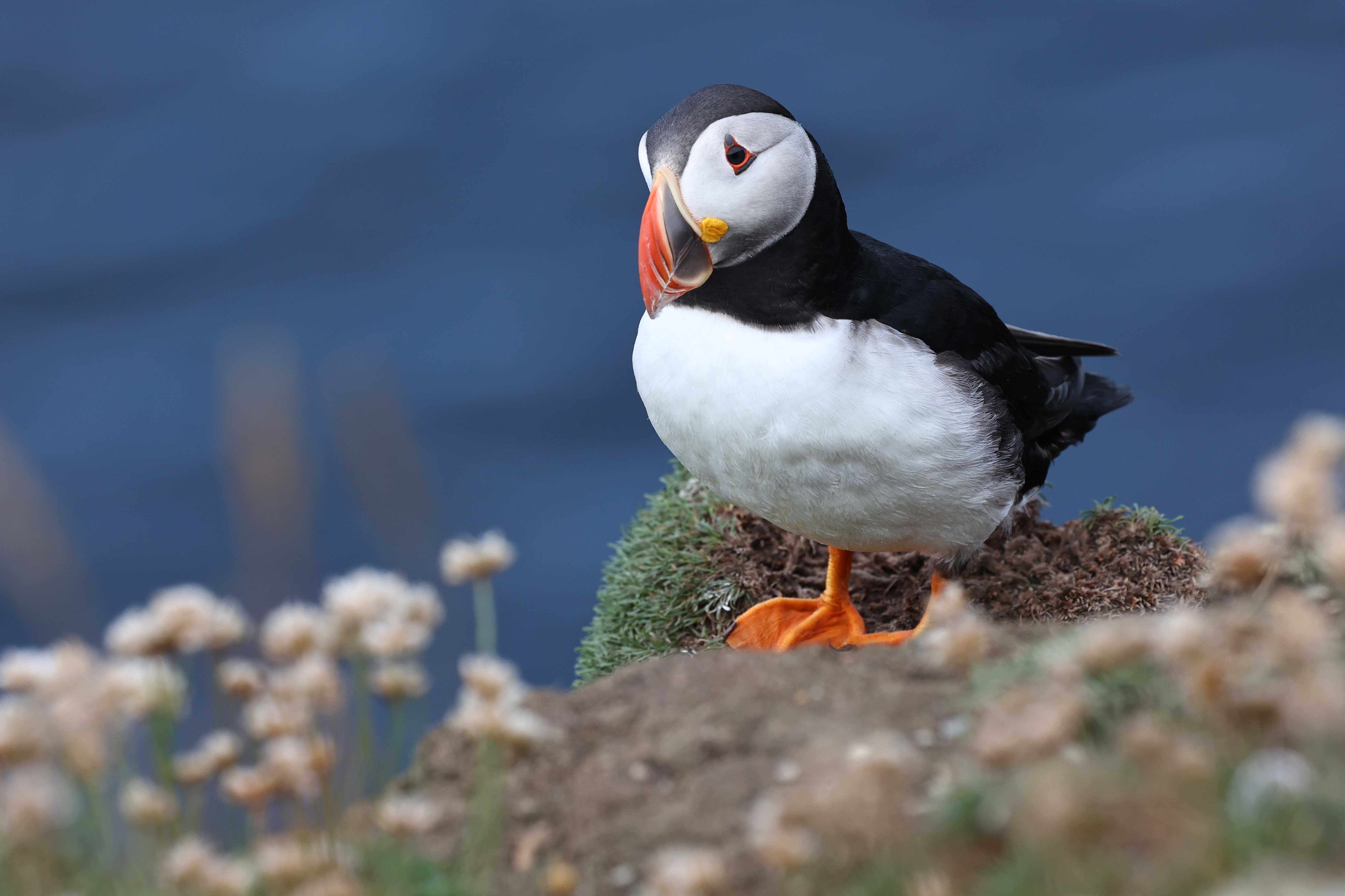 puffinsumburgh1 puffinsumburgh1