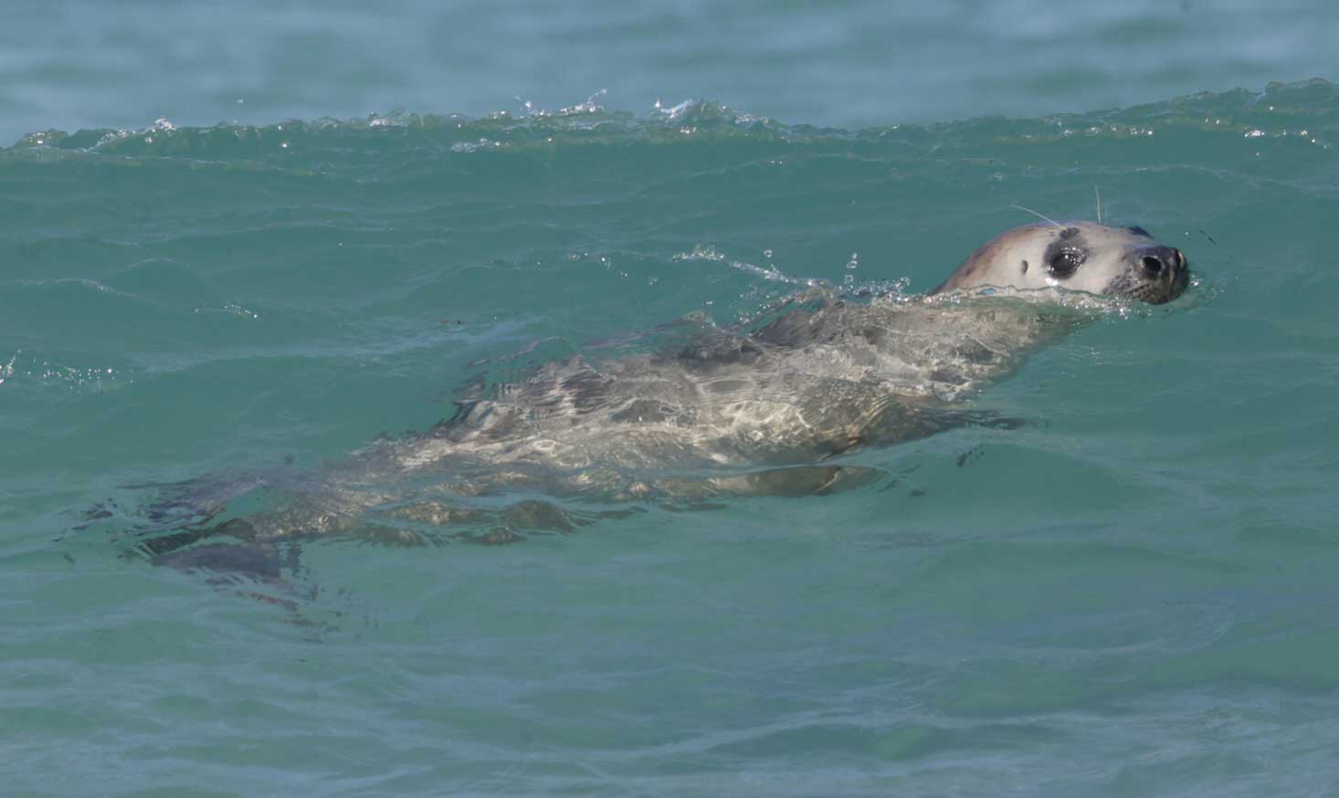 sealsurf sealsurf